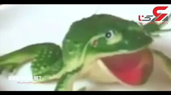 مراسم عجیب ازدواج 2 قورباغه در هندوستان + فیلم