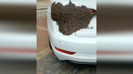 گیردادن زنبورها به یک خودرو / فیلم