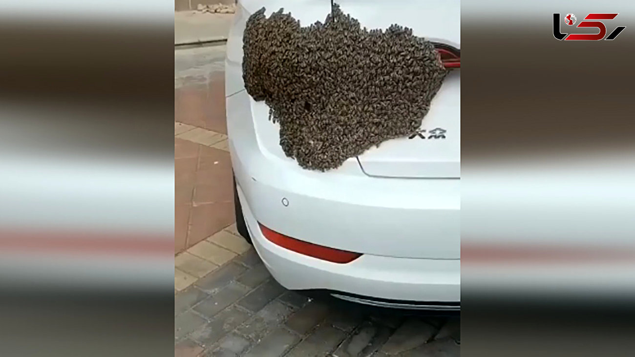 زنبورها یک زن را شوکه کردند + فیلم
