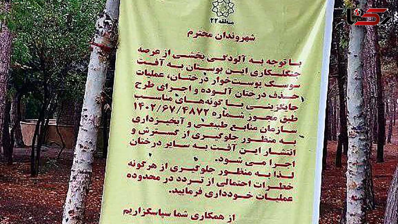 درخت‌ خواری از سعدآباد به چیتگر رسید! + تصاویر