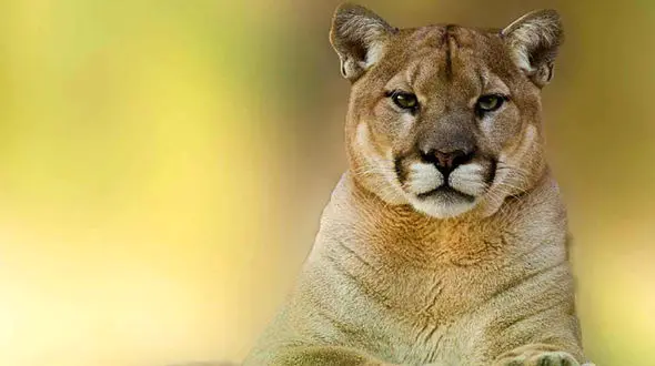 عکس های تکه پاره شده یک کودک در حمله یوزپلنگ / پوما سر کودک را به دندان گرفت