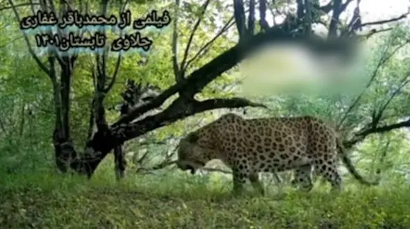 ویدئویی نفس گیر از ثبت لحظه عبور یک پلنگ در جنگل‌های هیرکانی