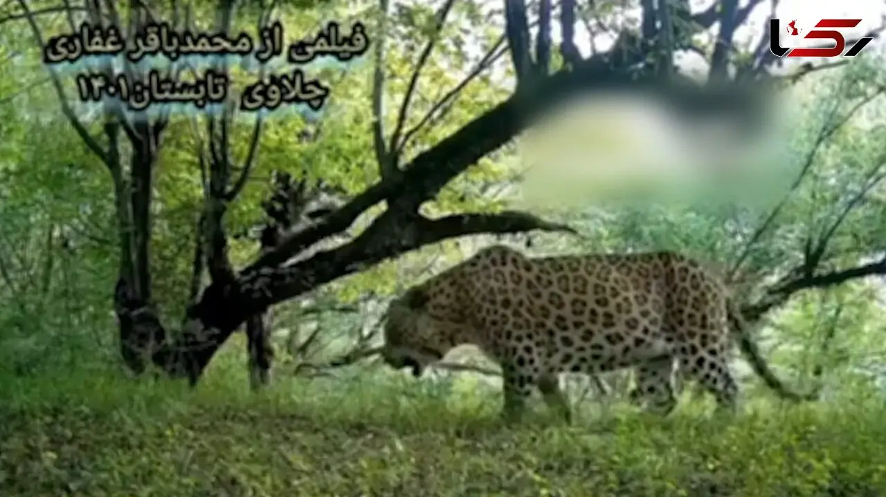 ویدئویی نفس گیر از ثبت لحظه عبور یک پلنگ در جنگل‌های هیرکانی