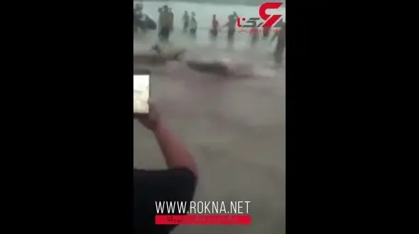 کوسه سمج تا ساحل توریست بدشانس را تعقیب کرد+فیلم