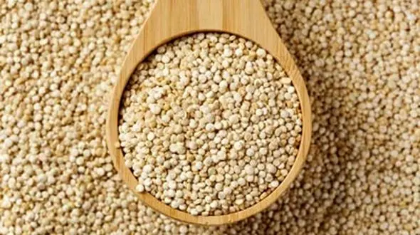 دانه هایی معجزه آسا به نام کینوا 