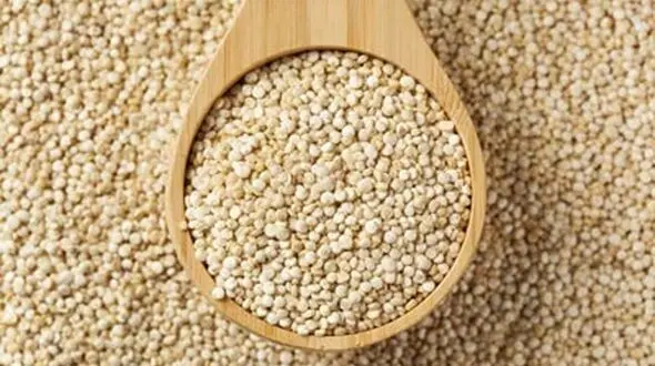 دانه هایی معجزه آسا به نام کینوا 
