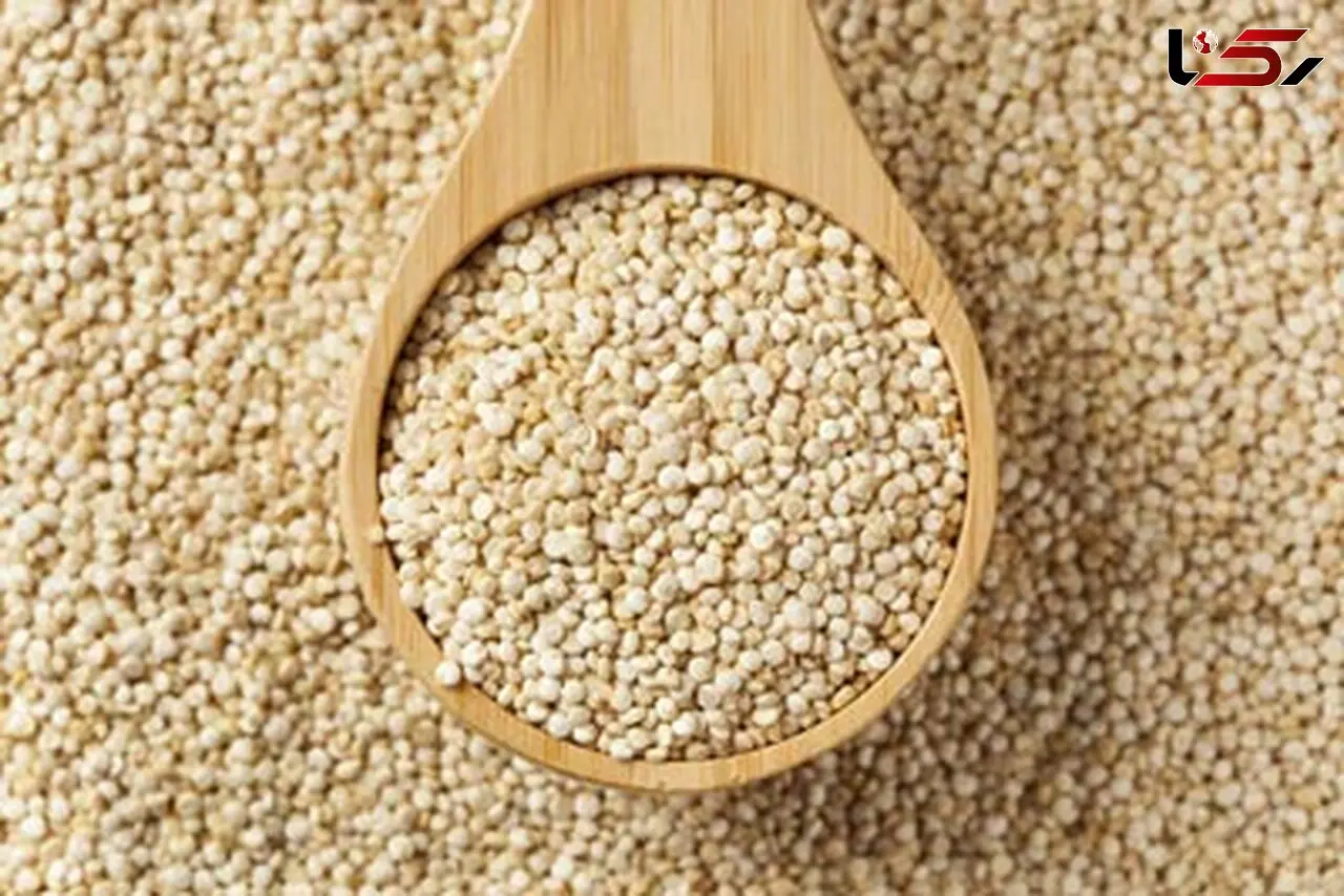 دانه هایی معجزه آسا به نام کینوا 