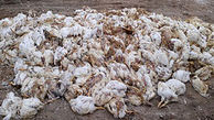 مرگ هزاران مرغ در بافق در اثر یک دقیقه قطعی برق !