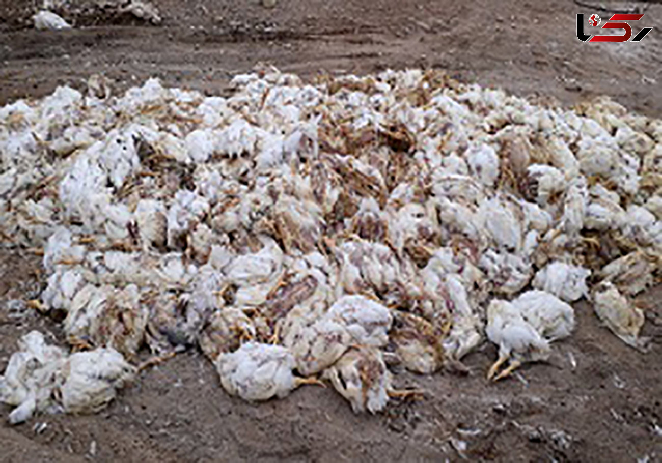 مرگ هزاران مرغ در بافق در اثر یک دقیقه قطعی برق !