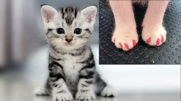 کاشت ناخن های مصنوعی برای گربه ها!