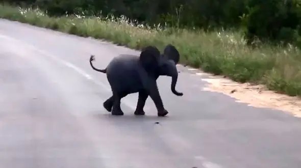 پرندگان یک بچه فیل را شاد کردند + فیلم