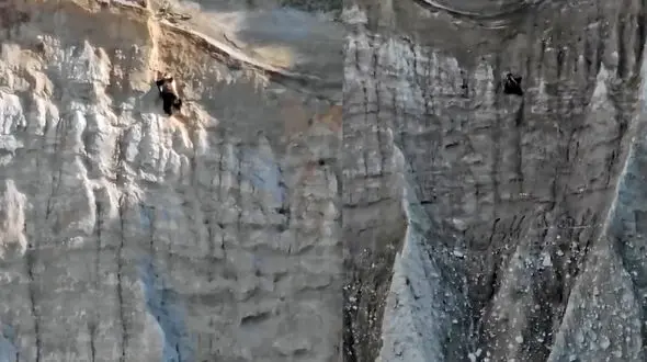 ببینید / خرس صخره نورد +فیلم