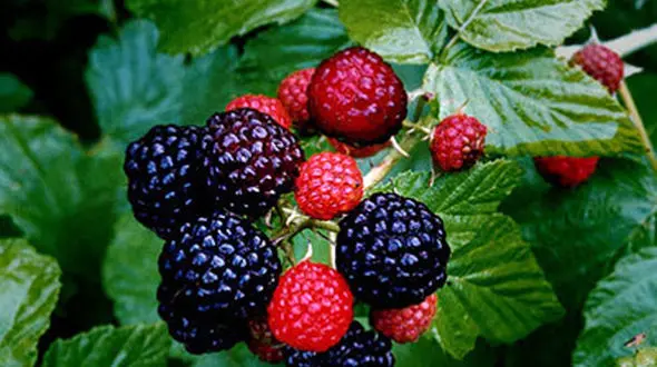 برگزاری اولین جشنواره بلوش (تمشک جنگلی) در گیلان/حضور 8 هزار گیلانی در جشنواره بلوش