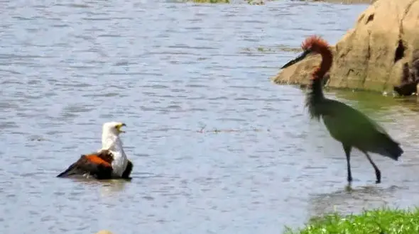 فیلم عجیب از مبارزه ۳ پرنده گرسنه و تمساح بر سر یک ماهی