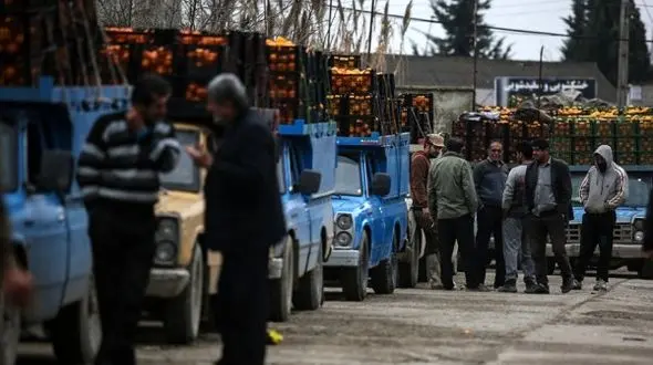 واردات 55 هزار تن مرکبات از ترکیه و مصر به کشور