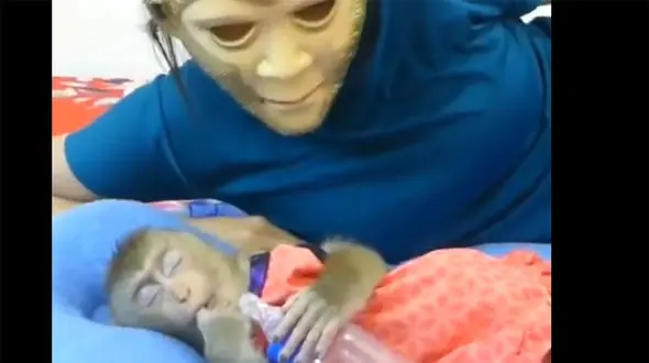 ببینید/ زهره ترک شدن یک بچه میمون از دیدن ماسک ترسناک + فیلم جالب