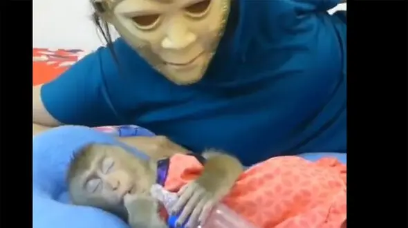 ببینید/ زهره ترک شدن یک بچه میمون از دیدن ماسک ترسناک + فیلم جالب