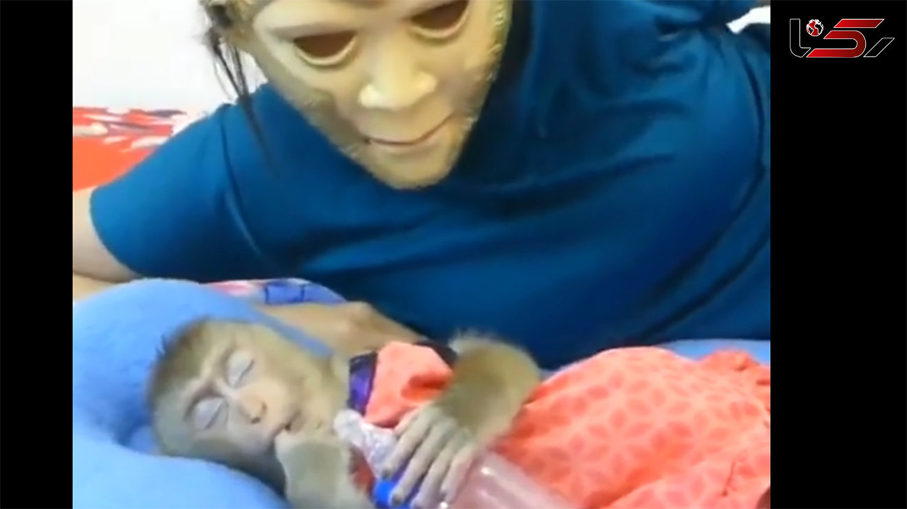 ببینید/ زهره ترک شدن یک بچه میمون از دیدن ماسک ترسناک + فیلم جالب