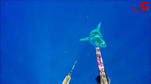 دفاع در برابر کوسه با نیزه!+فیلم