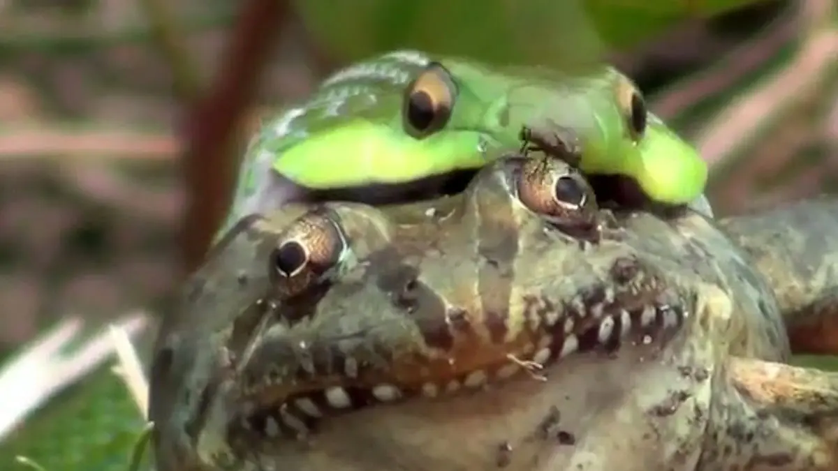 فیلم بلعیده شدن قورباغه توسط مامبای سبز