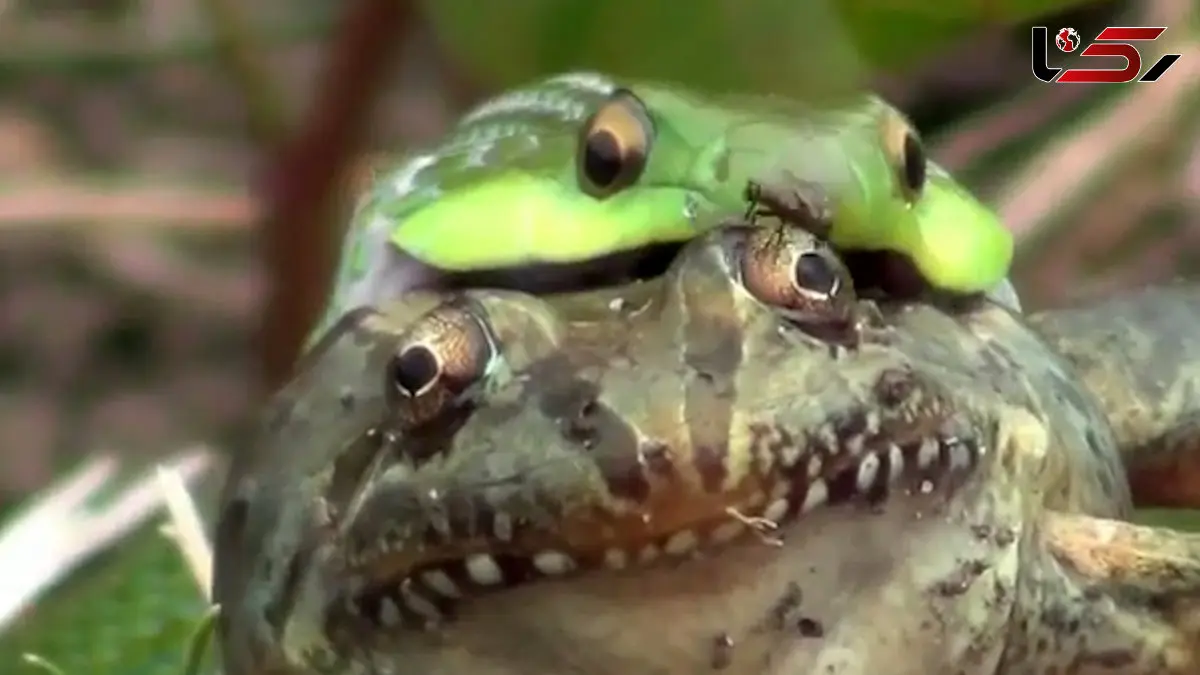 فیلم بلعیده شدن قورباغه توسط مامبای سبز