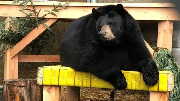 عکس / ورود داوطلبانه خرس به باغ وحش؛ اتفاقی که هیچ‌ کس باور نمی‌ کند!