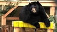 عکس / ورود داوطلبانه خرس به باغ وحش؛ اتفاقی که هیچ‌ کس باور نمی‌ کند!