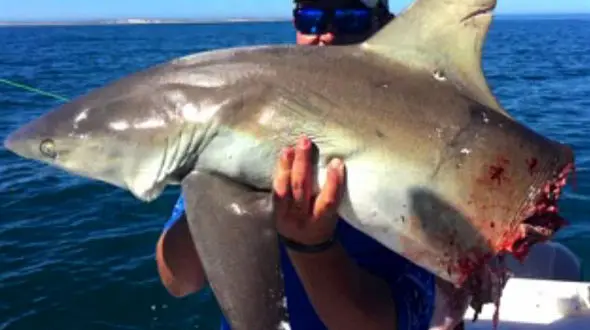 صحنه باور نکردنی ببینید / وقتی شکار، شکارچی می شود+فیلم وعکس