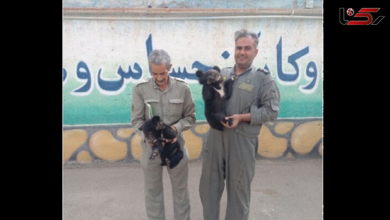دو توله خرس سیاه بلوچی از یک اتوبوس مسافربری در گناباد کشف شد