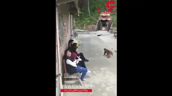 لحظه حمله عجیب 2 میمون به مرد حیوان آزار + فیلم و عکس