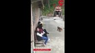 لحظه حمله عجیب 2 میمون به مرد حیوان آزار + فیلم و عکس