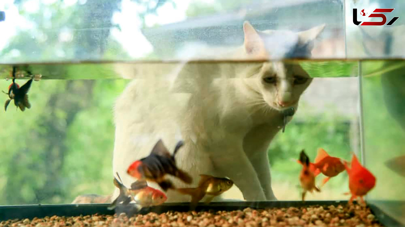 فرار گربه از حمله ماهی + فیلم