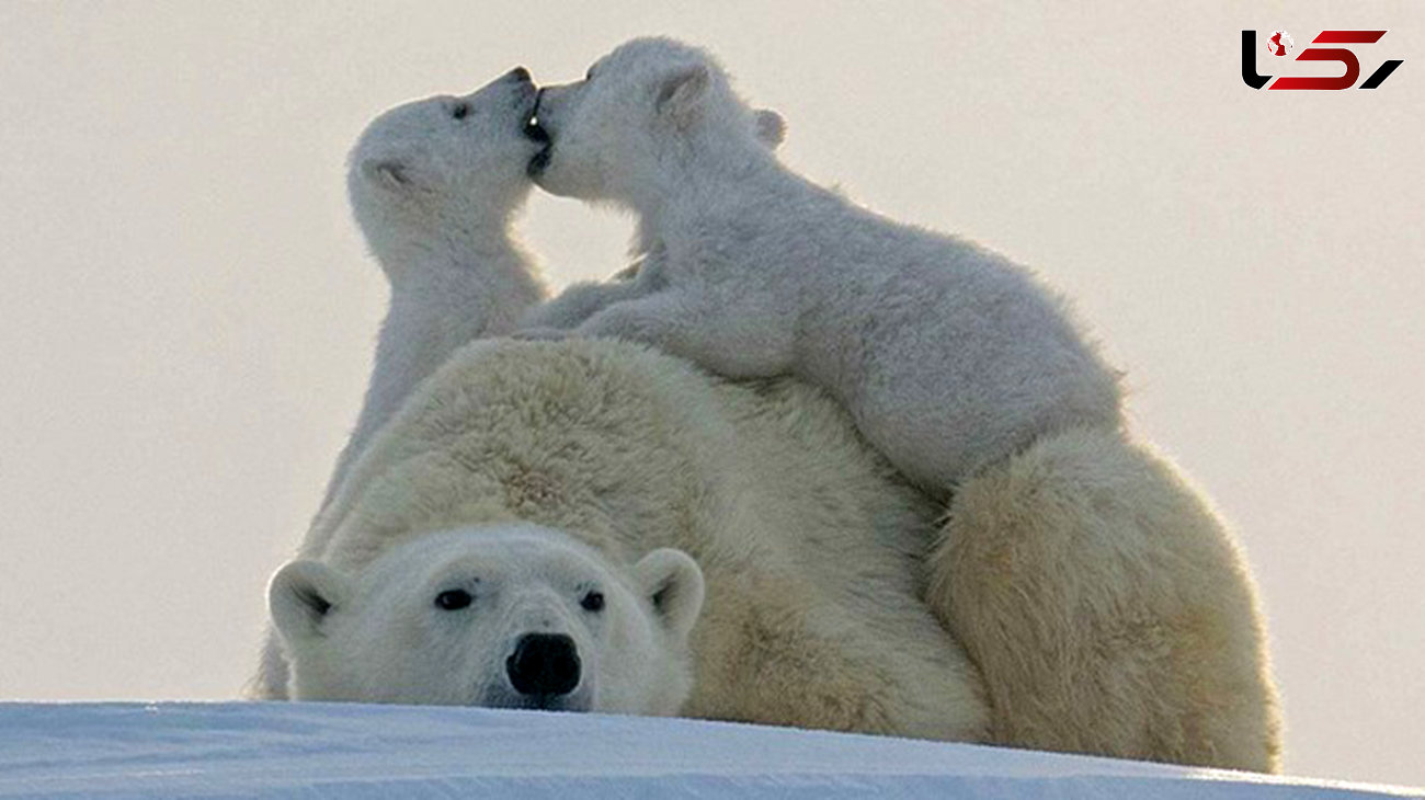 خرس‌های قطبی در معرض انقراض