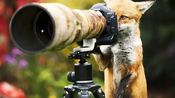 روباه عکاس +تصاویر دیدنی