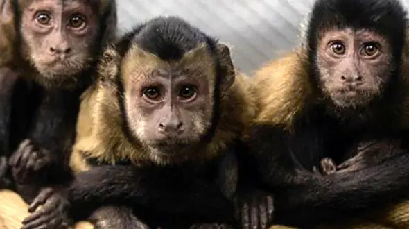 میمون‌ها چه چیزی می‌توانند درباره پول به ما یاد دهند