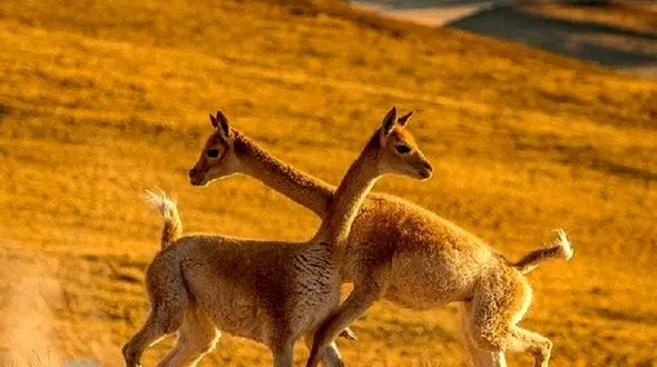 زیباترین جنگ تن به تن در صحرا + عکس