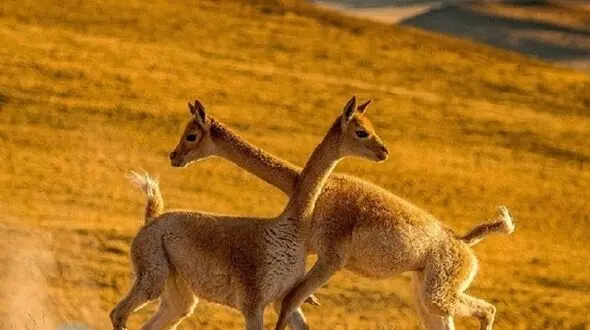 زیباترین جنگ تن به تن در صحرا + عکس