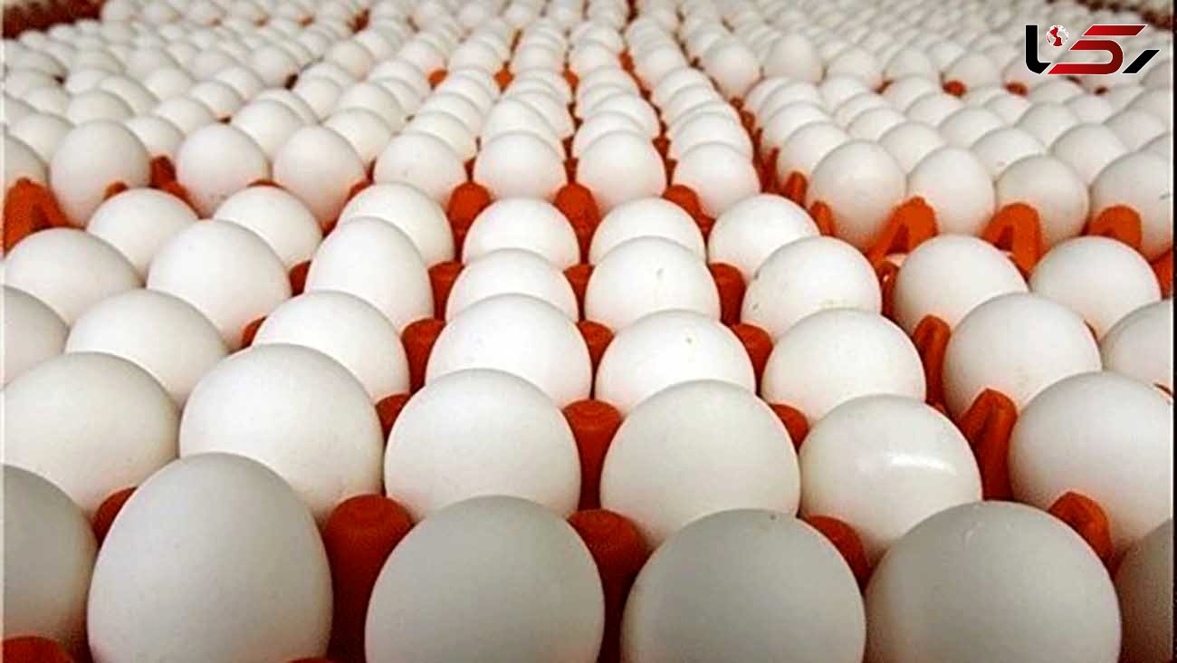 صادرات تخم مرغ متوقف شد
