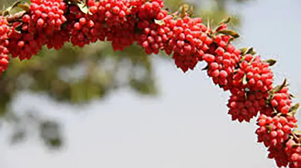  سلامت دهان و دندان با خوردن زرشک 