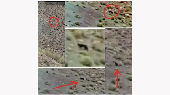  پلنگ سیاه در کرمان  غوغا کرد + عکس