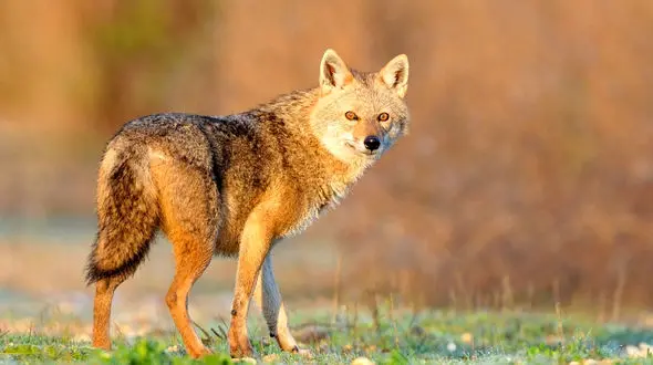 حمله خونین 2 شغال به مرد جوان و دختربچه 7 ساله در هرمزگان