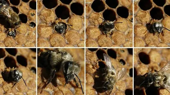 دنیای ملکه زنبور عسل چگونه است؟