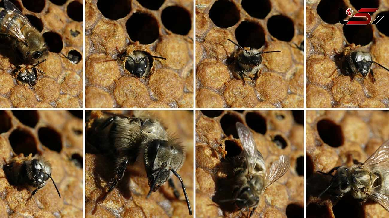 دنیای ملکه زنبور عسل چگونه است؟