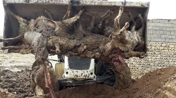 تصاویر دلخراش از فاجعه مرگ ماهی ها و گوسفندان در کرمانشاه + عکس ها را ببینید