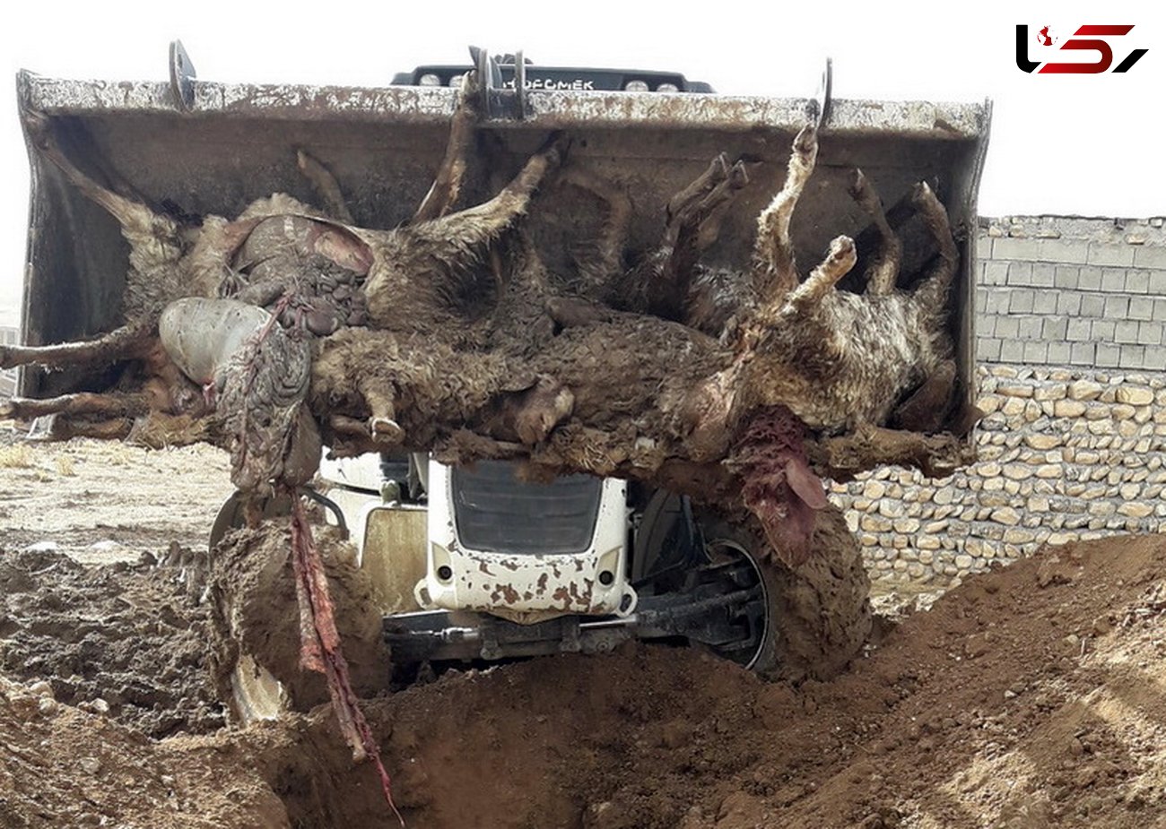 تصاویر دلخراش از فاجعه مرگ ماهی ها و گوسفندان در کرمانشاه + عکس ها را ببینید