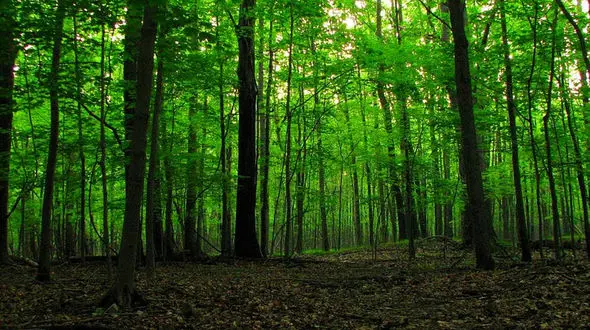 قتل مادر زن در جنگل گرگان
