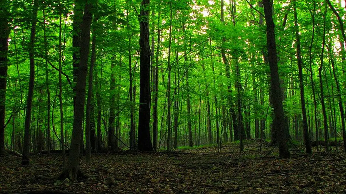 قتل مادر زن در جنگل گرگان