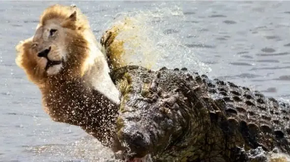 شیر تنها در برابر تمساح: تلاشی نافرجام برای شکار / فیلم