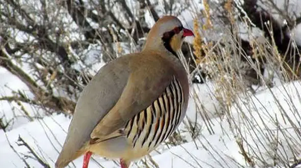 دستگیری شکارچیان کبک و خرگوش در زرندیه