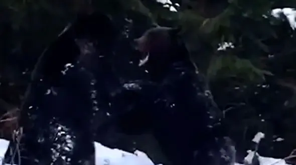 فیلم درگیری دو خرس در برف